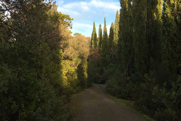 strada_con_cipressi