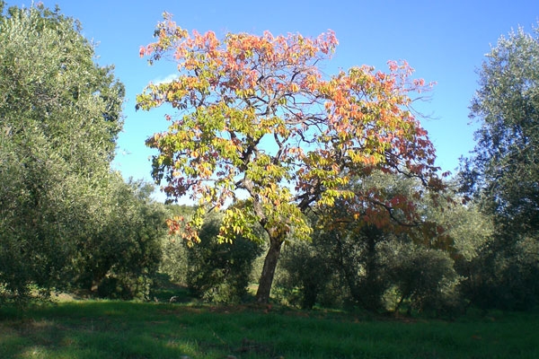albero_caco