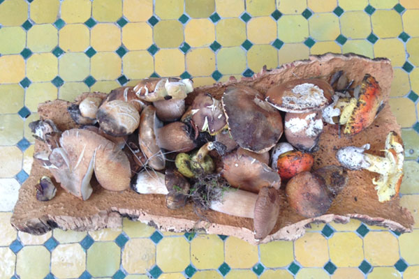 funghi_porcini_e_ovuli