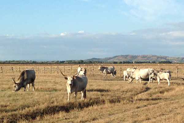 parco_uccellina_mucche_maremmane